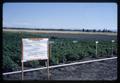 Potatoes in poorly drained soil test plot, Jackson Farm, Corvallis, Oregon, 1966