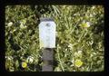 Flower blossoms and seed heads, 1973