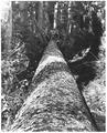 Large Sitka spruce felled by the Warren Spruce Co. for the US Army's Spruce Production Division operations during World War I