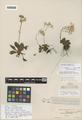 Saxifraga occidentalis S. Watson