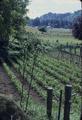 The view from the barn door