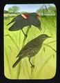 Red-winged Blackbirds