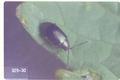 Phyllotreta cruciferae (Cabbage flea beetle)