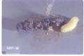 Platyprepia guttata (Tachina fly)