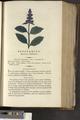 A New Family Herbal or Familiar Account of the Medical Properties of British and Foreign plants also their uses in Dying and the Various Arts arranged according to the Linnaean System [p605]