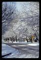 Trees covered in snow on Harrison Street, Corvallis, Oregon, circa 1970