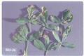 Apterona crenulella (Garden bagworm)