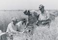 Men examining barley in Obergen, Mexico
