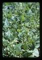 Closeup of deer damage to bush beans, Oregon, 1977