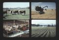 Composite of wheat harvesting, cattle, poultry, and irrigated crops, 1975