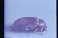 Attagenus unicolor (Black carpet beetle)