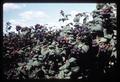 Closeup of blackcap raspberries near Junction City, Oregon, June 29, 1969