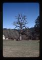 Gnarled tree by church west of Philomath, Oregon, 1976