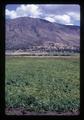 Potato field, Klamath Falls, Oregon, May 2, 1955