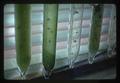 Closeup of lab equipment and algae, Oregon State University, Corvallis, Oregon, 1975