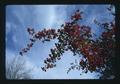 Closeup of berries on tree, Corvallis, Oregon, 1975