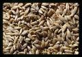 Closeup of barley, Oregon State Fair, Salem, Oregon, 1971