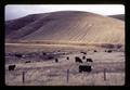 Cattle in feedlot, Morrow County, Oregon, circa 1971