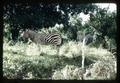 Zebras, circa 1970