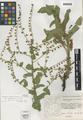 Hackelia hispida (Gray) I.M. Johnst. var. disjuncta R.L. Carr