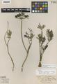 Peucedanum triternatum (Pursh) Coult. & Rose var. brevifolium Coult. & Rose