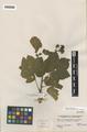 Rubus parviflorus Nutt. var. velutinus (H. & A.) Greene forma praebifarius Fassett