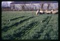 Fall wheat plots with sheep in background, Eastern Oregon Experiment Station, Union, Oregon, circa 1965