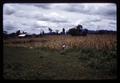 Corn field, Thailand, circa 1969