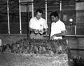 Greenhouse seedlings