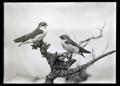 Violet-green swallows