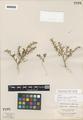 Oenothera minor (A. Nelson) Munz var. cusickii Munz