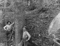 Two loggers next to downed tree