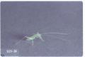 Oecanthus niveus (Tree cricket)
