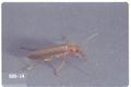 Xanthochroa testacea (False blister beetle)