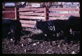 Branded cattle in Union, Oregon, circa 1970