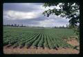 Potato field near Harrisburg, Oregon, circa 1970