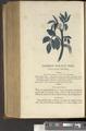 A New Family Herbal or Familiar Account of the Medical Properties of British and Foreign plants also their uses in Dying and the Various Arts arranged according to the Linnaean System [p806]