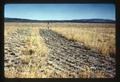 Treated paraquat plots closely grazed late, 1964