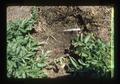 Potato plants with mulch and drip irrigation, Oregon, 1975