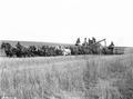 Combine drawn by 26 head of mules and horses in a field of Federation wheat on the W. N. Myrick ranch, Athena, Oregon