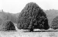 Myrtle trees, Coos County