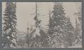 Snowy forest, circa 1910