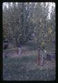 Staked fruit trees, Oregon, circa 1965