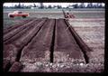 Trenches for heating cables in field, Corvallis, Oregon, circa 1970
