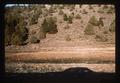 Deer near Lakeview, Oregon, April 1970