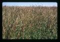 Closeup of grass before harvest, Linn County, Oregon, July 1973