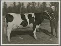 John Fleming with Holstein cow