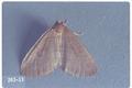 Operophtera occidentalis (Western winter moth)