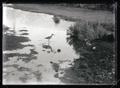 Western willet