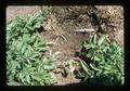 Potato plants with mulch and drip irrigation, Oregon, 1975